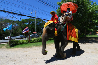 バンコク近郊で象乗りするならココ！３つのエレファントパーク＆動物園のサムネイル画像