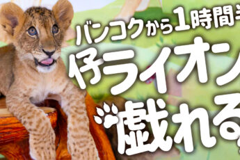 仔ライオンと戯れたり象乗りができるシーラチャーの動物園【Siri Park & Zoo】のサムネイル画像