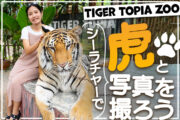 バンコク近郊で虎と写真が撮れる【Tiger Topia Zoo】へのチャータータクシー（4人乗り乗用車 or 9人乗りバン1台の往復料金／ガソリン代、高速代、駐車場代など全込み）のサムネイル画像