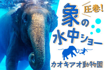 象の水中ショーが圧巻！シラチャーのカオキアオ動物園のサムネイル画像