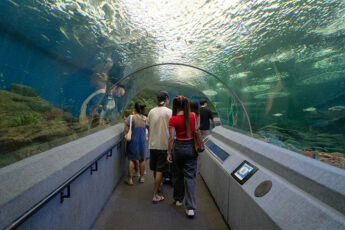 パタヤ｜アンダーウォーターワールド・パタヤ（Underwater World Pattaya）のサムネイル画像
