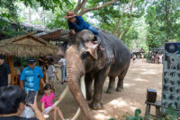 パタヤ旅行パタヤ エレファントビレッジ（Pattaya Elephant Village）