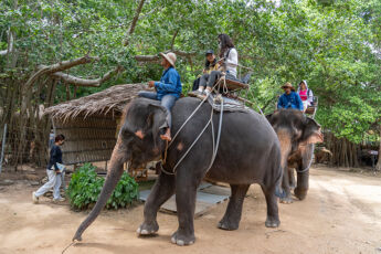 パタヤで象乗りならココ｜パタヤエレファントビレッジ（Pattaya Elephant Village）のサムネイル画像