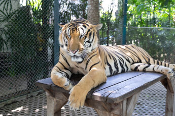 パタヤ｜タイガーパークパタヤ（Tiger Park Pattaya）のサムネイル画像